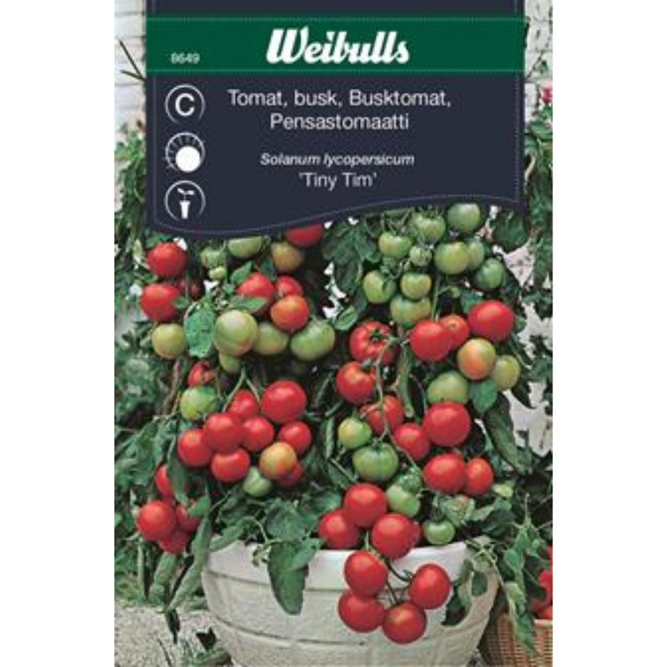 Weibulls Tomat, busk- Tiny Tim